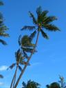 coconut-palm-tree-waikiki-hawaii-13364.jpg