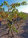 vineyard-wine-priorat-vine-988134.jpg