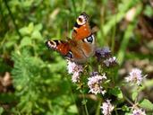 peacock-butterfly-insect-animal-411095.jpg