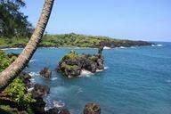 palm-tree-hawaii-maui-beach-ocean-349046.jpg