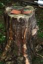 trunk-tree-cup-bark-wood-forest-558079.jpg