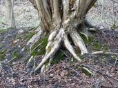 tree-roots-nature-overgrown-forest-655829.jpg