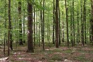 forest-deciduous-forest-nature-tree-1643738.jpg