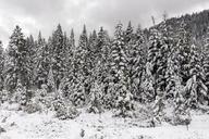 A living sno-globe scene and winter wonderland, created by a sudden mountain blizzard along California Highway 36, south of Lassen Volcanic National Park LCCN2013630912.tif.tiff