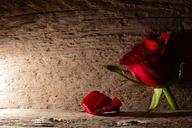 red-rose-rosenblatt-wood-background-557782.jpg