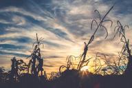 sunset-silhouette-plants-sky-924977.jpg