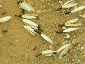 ants-oats-earth-insects-food-116819.jpg