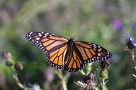 monarch-butterfly-flower-blossom-755404.jpg