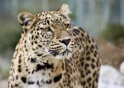 leopard-persian-leopard-portrait-1660303.jpg