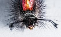 caterpillar-hairy-prickly-close-301256.jpg