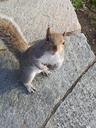 squirrel-nature-torino-animal-1037764.jpg