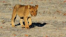 lion-etosha-namibia-africa-safari-1305797.jpg