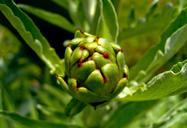 artichoke-globe-artichoke-thistle-688132.jpg