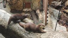 otter-zoo-ueno-animals-wildlife-776921.jpg