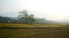 the-wilderness-big-trees-farmland-170599.jpg