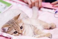 kittens-kitten-cats-pet-animals-598899.jpg