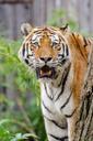 siberian-tiger-feline-big-cat-981186.jpg