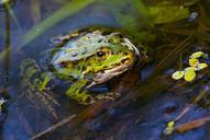 frog-frog-pond-amphibian-green-604375.jpg