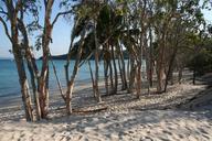 tropical-beach-trees-ocean-paradise-991978.jpg