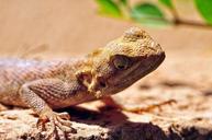 lizard-reptile-macro-gekko-senegal-621383.jpg