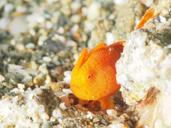 underwater-frogfish-213074.jpg