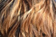 hair-strands-beauty-woman-418265.jpg