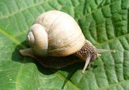 snail-burgundy-snail-roman-snail-661770.jpg