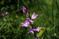 red-helleborine-cephalanthera-rubra-604208.jpg