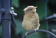 robin-fledgling-bird-chick-perched-341313.jpg