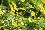 buttercup-flower-flowers-yellow-1198079.jpg