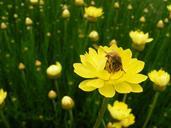 paper-daisy-yellow-daisy-paper-bee-433999.jpg