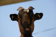 funny-goat-billy-goat-748977.jpg