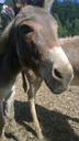 donkey-animal-zoo-petting-zoo-878634.jpg