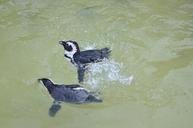 penguins-water-speters-spetter-669355.jpg