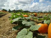 pumpkin-patch-pumpkin-patch-sky-987025.jpg