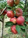 apples-red-apple-tree-fruit-494765.jpg