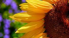 sunflowers-macro-half-petals-76068.jpg