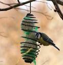 blue-tit-bird-wings-animals-581889.jpg