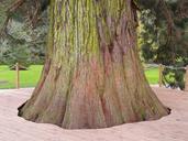 giant-redwood-53048.jpg