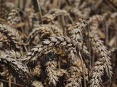 wheat-spike-cereals-grain-field-609888.jpg