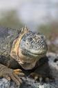 iguana-galapagos-reptile-nature-894465.jpg