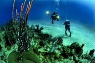 divers-scuba-reef-underwater-sea-681516.jpg