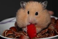 goldhamster-hamster-animal-nuts-943373.jpg