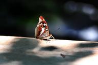 peacock-butterfly-butterfly-wood-456031.jpg