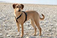 dog-young-dog-cute-hybrid-651041.jpg