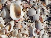 shell-beach-sea-sea-shell-sand-1079670.jpg