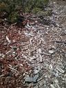 wood-chips-material-nature-raw-350406.jpg