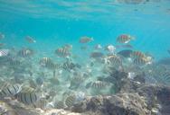 underwater-fish-hawaii-snorkel-1686604.jpg