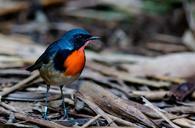 robin-firethroat-little-birds-985586.jpg