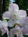 rhododendron-blossom-bloom-spring-82018.jpg